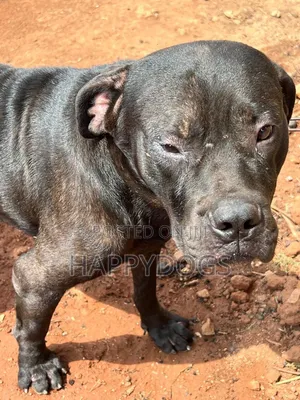 6-12 months Male Purebred Boerboel