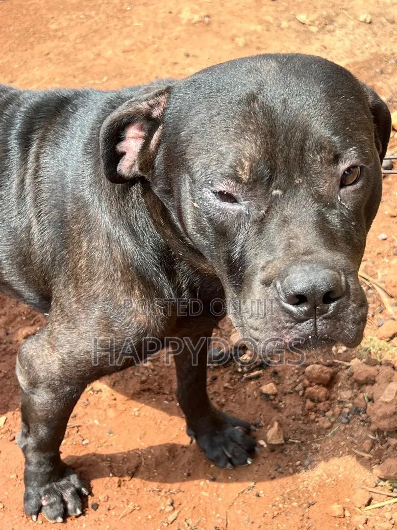 6-12 months Male Purebred Boerboel