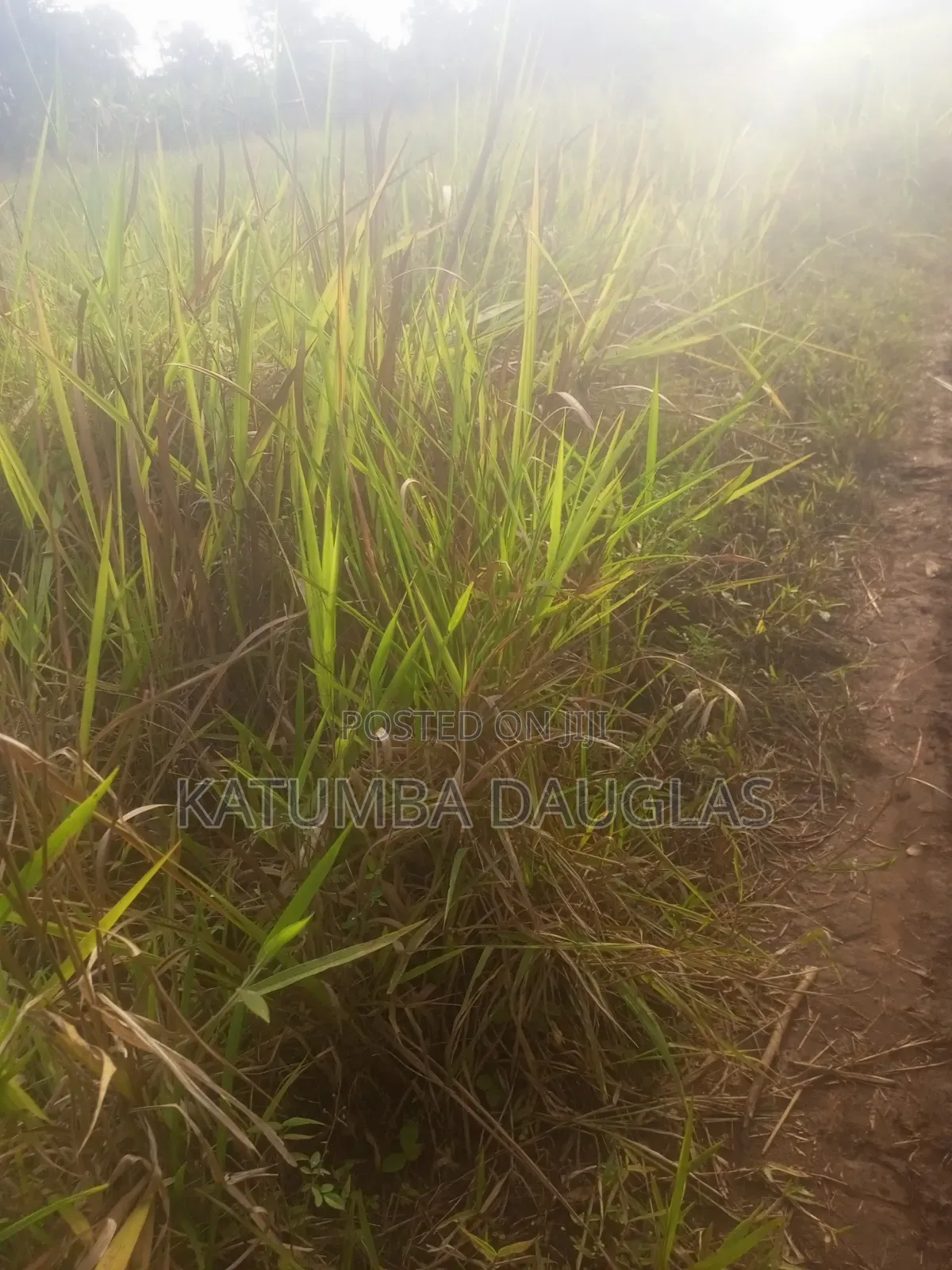 Urgent Money Needed in an Acre