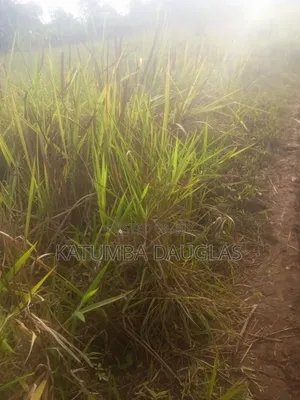 Urgent Money Needed in an Acre