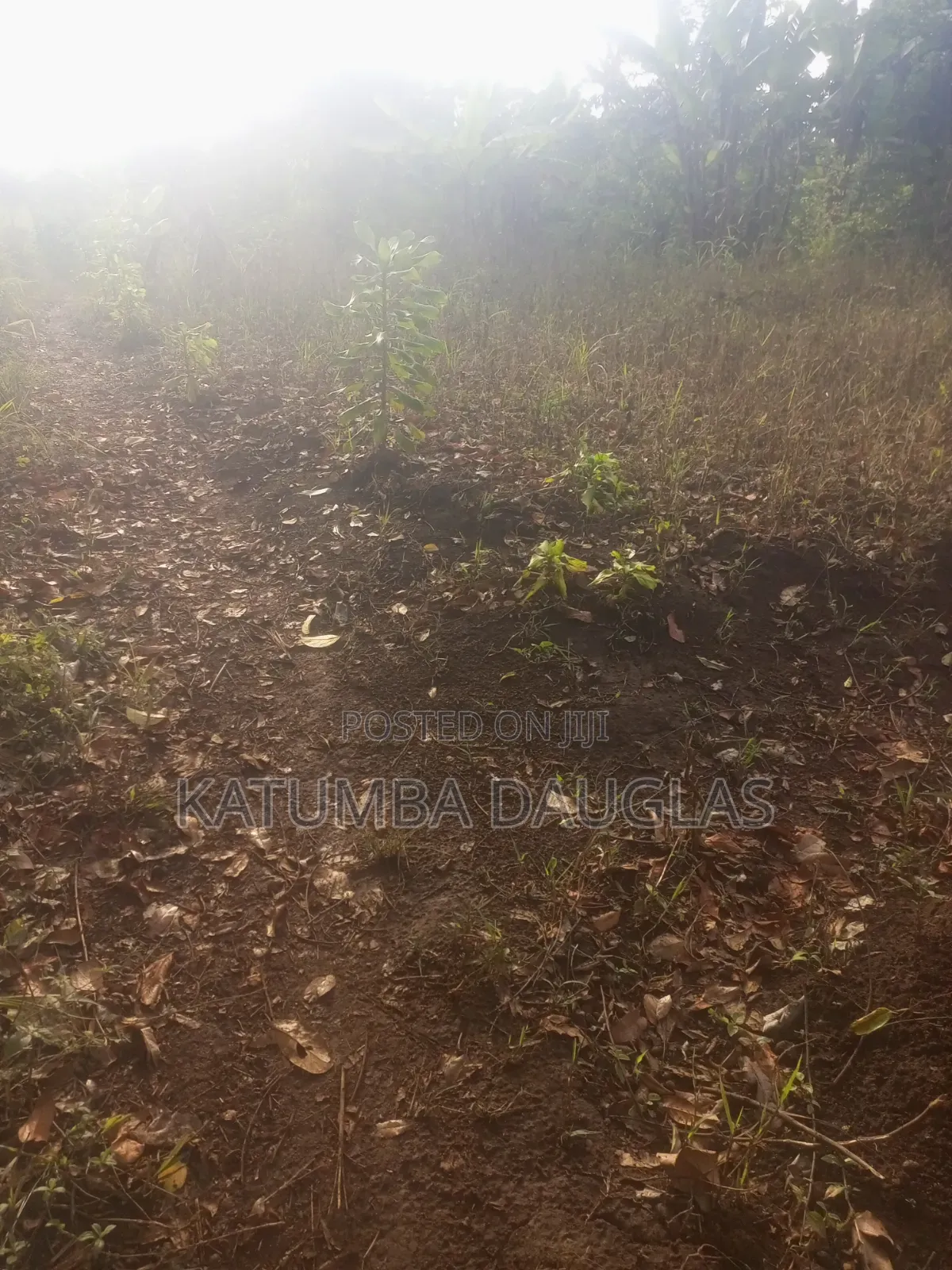 Urgent Money Needed in an Acre