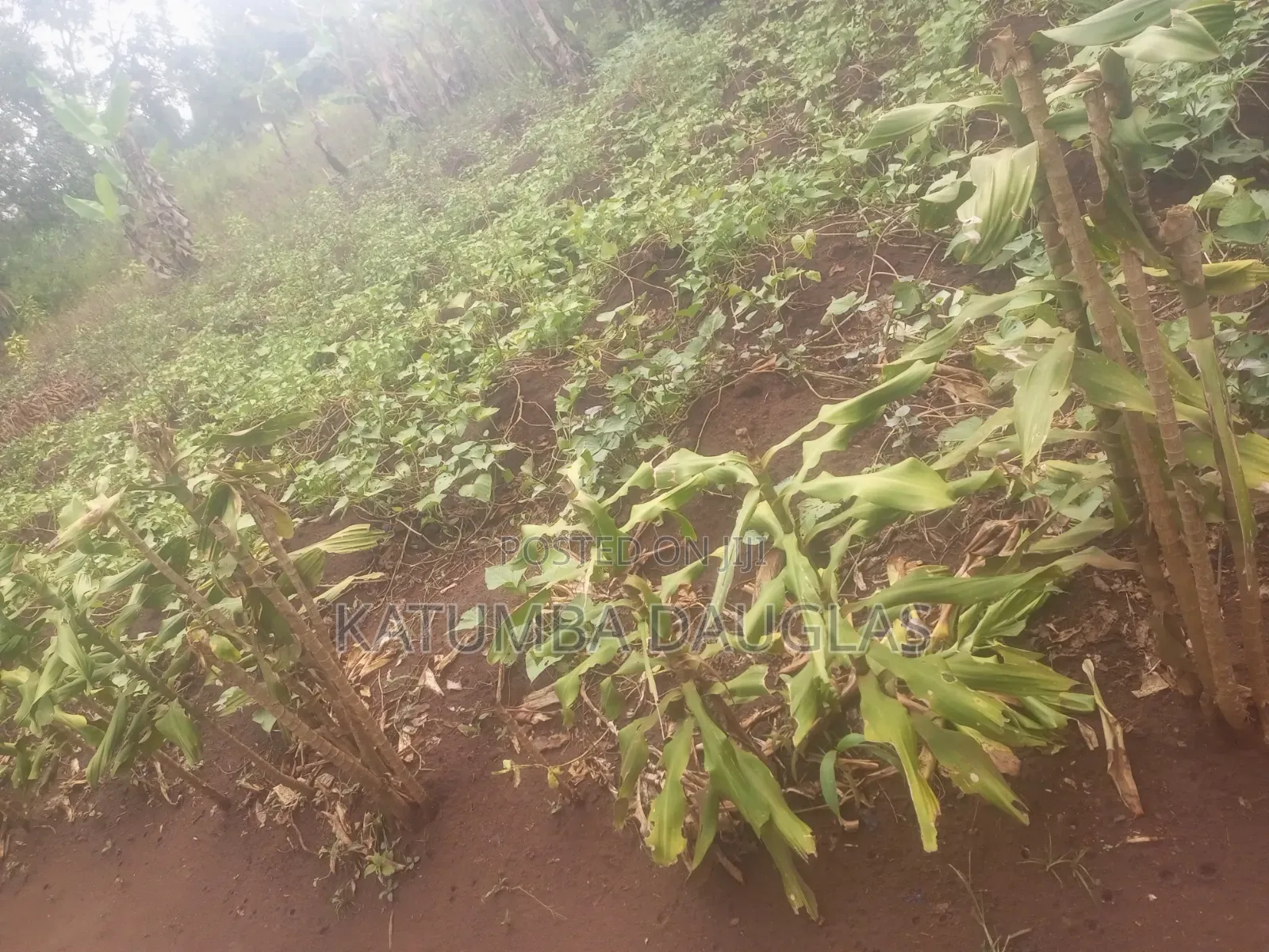 Urgent Money Needed in an Acre