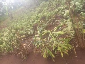 Urgent Money Needed in an Acre
