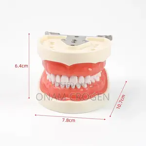 Dental Anatomy Model