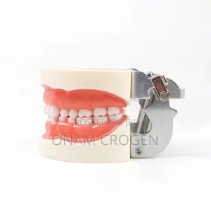 Dental Anatomy Model