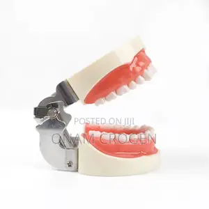 Dental Anatomy Model