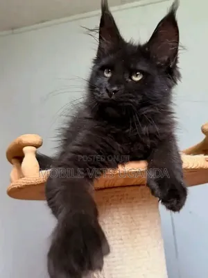1-3 months Female Purebred Maine Coon
