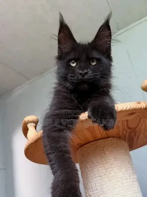 1-3 months Female Purebred Maine Coon