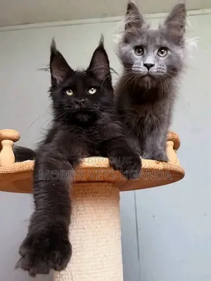 3-6 months Male Purebred Maine Coon