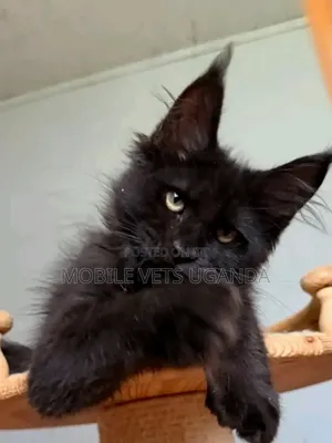 1-3 months Male Purebred Maine Coon