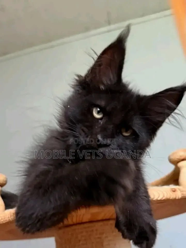 1-3 months Male Purebred Maine Coon