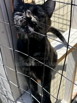 1-3 months Male Purebred Maine Coon
