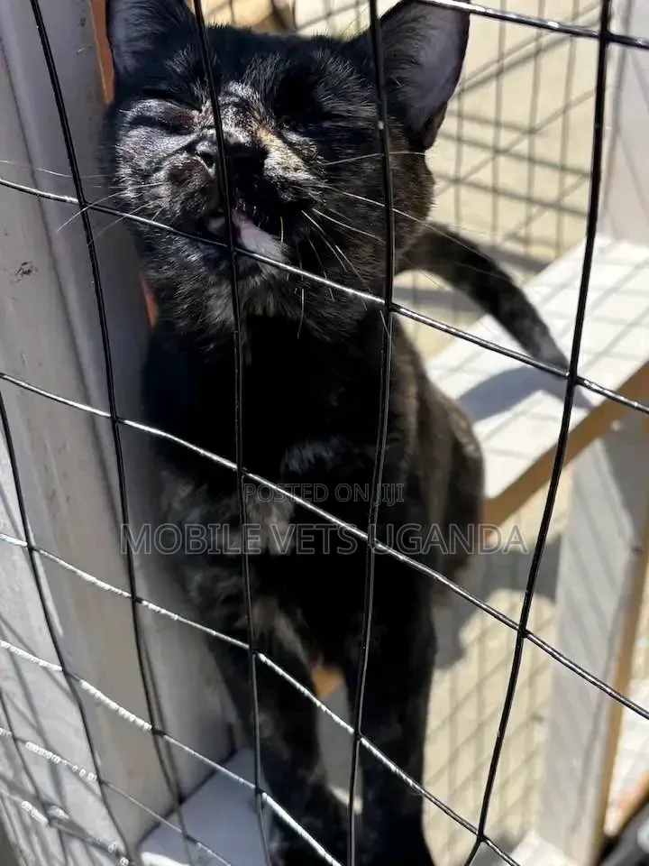 1-3 months Male Purebred Maine Coon