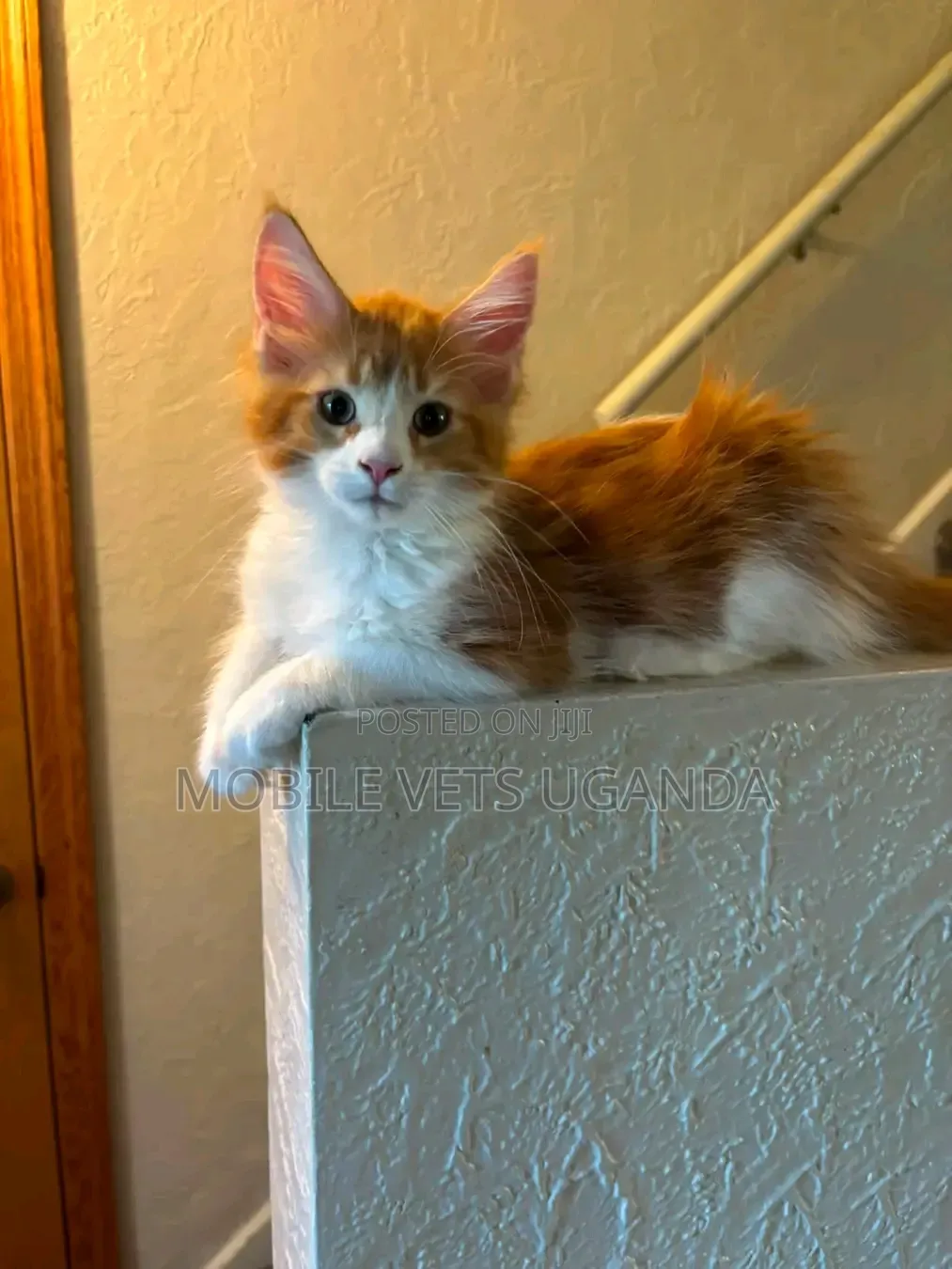 3-6 months Female Purebred Maine Coon