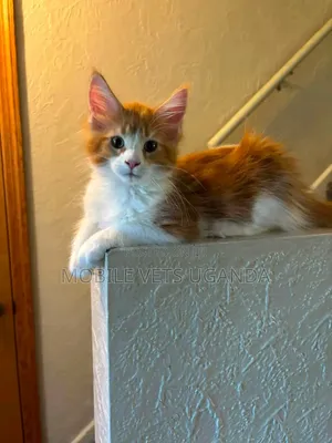 3-6 months Female Purebred Maine Coon
