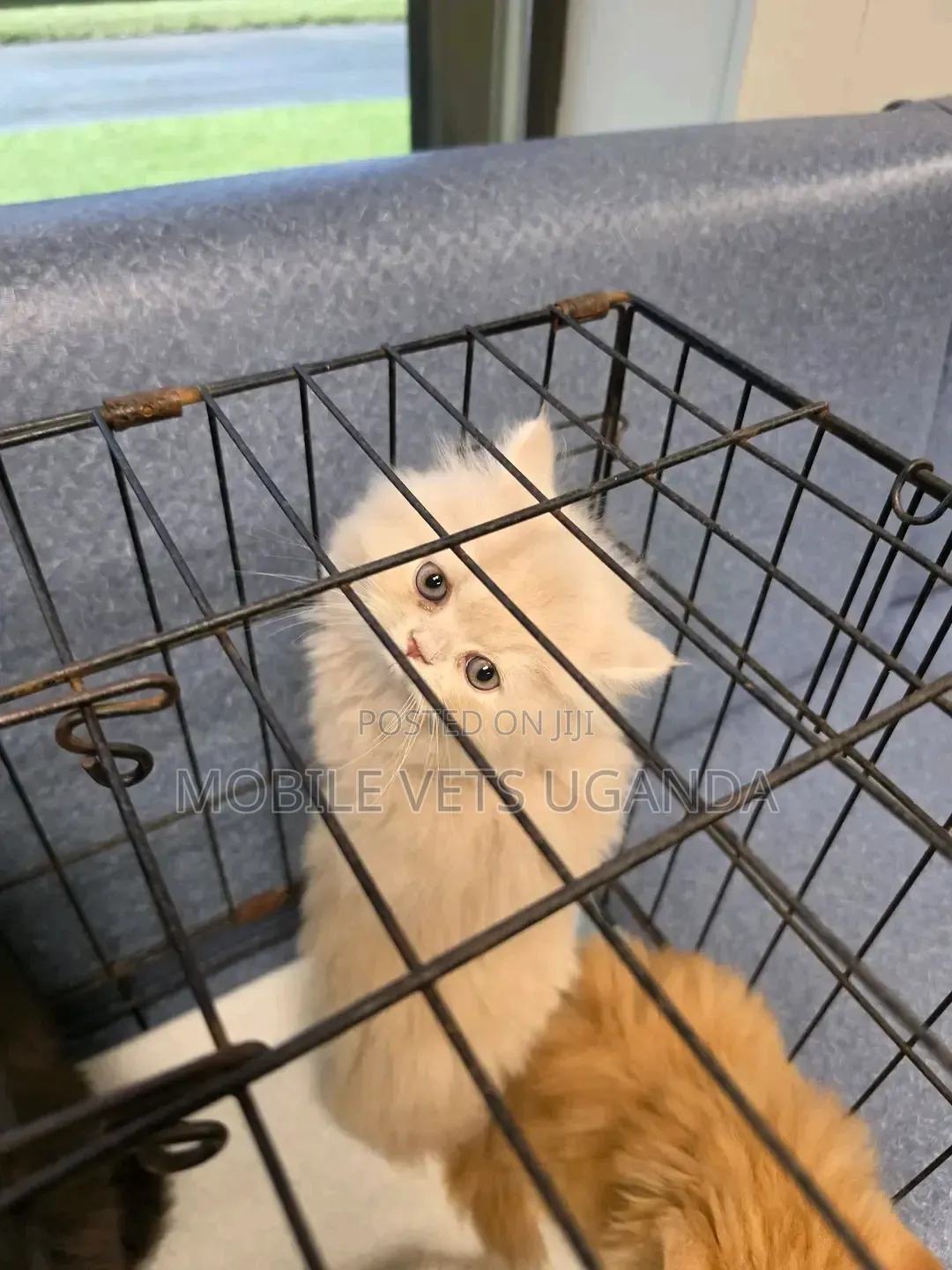0-1 month Male Purebred Persian