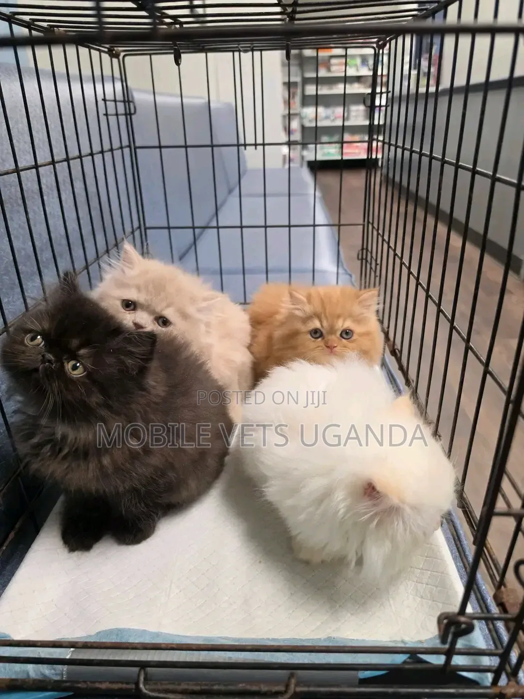 0-1 month Female Purebred Persian