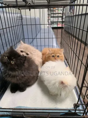 0-1 month Female Purebred Persian