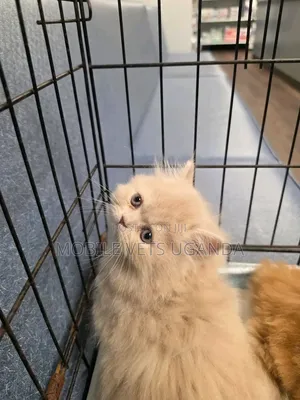 3-6 months Male Purebred Persian