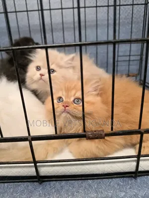 1-3 months Male Purebred Persian