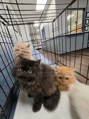1-3 months Male Purebred Persian