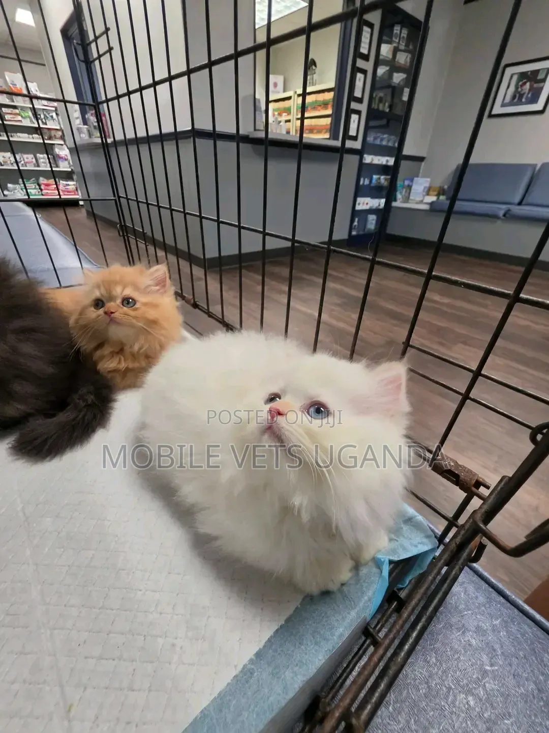 1-3 months Female Purebred Persian