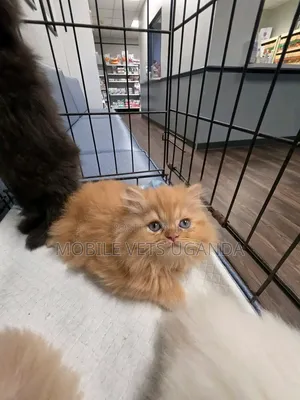 1-3 months Male Purebred Persian