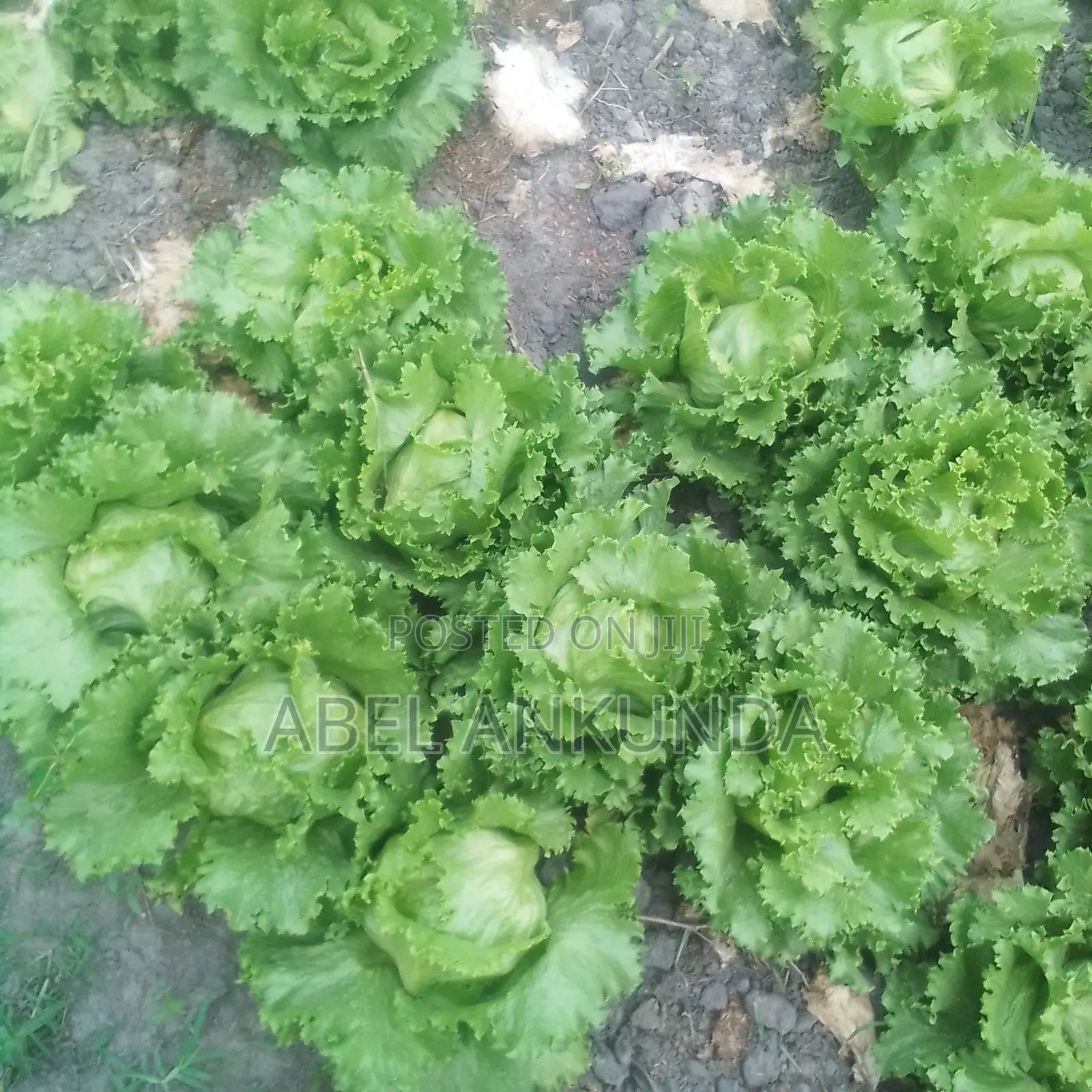Leaf Ettuce