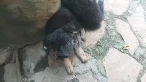 1-3 months Female Purebred German Shepherd