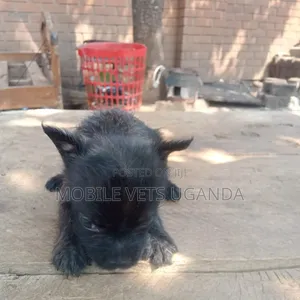 0-1 month Female Purebred Chihuahua