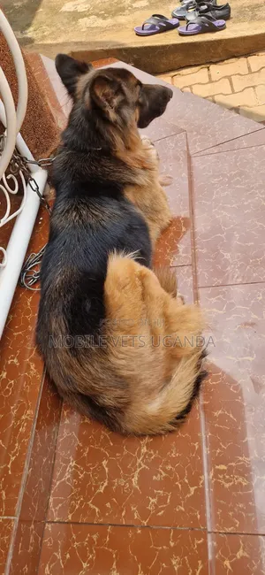 3-6 months Male Purebred German Shepherd