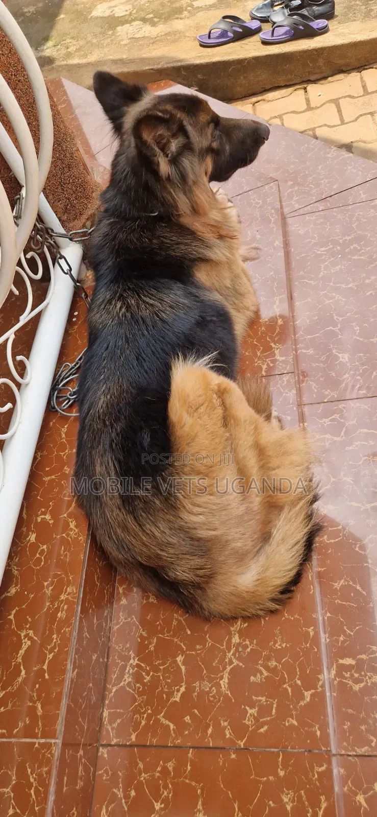 6-12 months Female Purebred German Shepherd