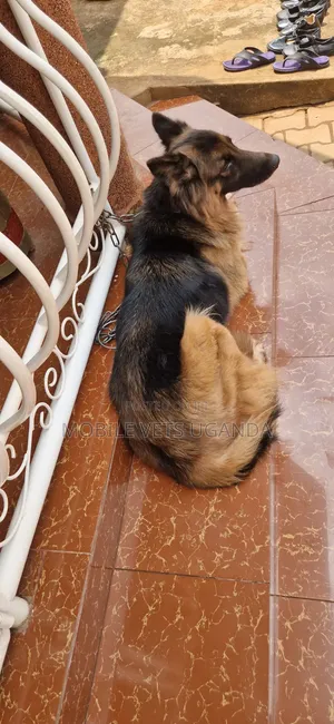 6-12 months Female Purebred German Shepherd