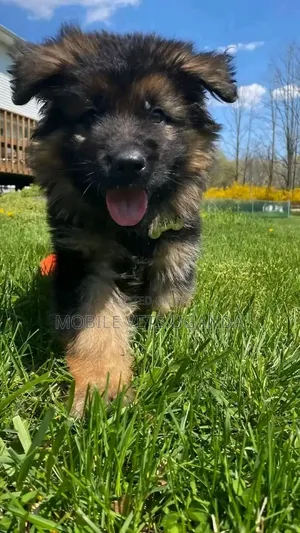 1-3 months Female Purebred German Shepherd