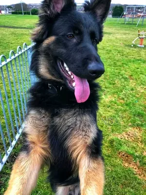 6-12 months Male Purebred German Shepherd