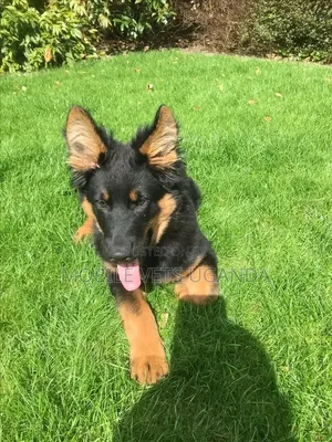 3-6 months Male Purebred German Shepherd