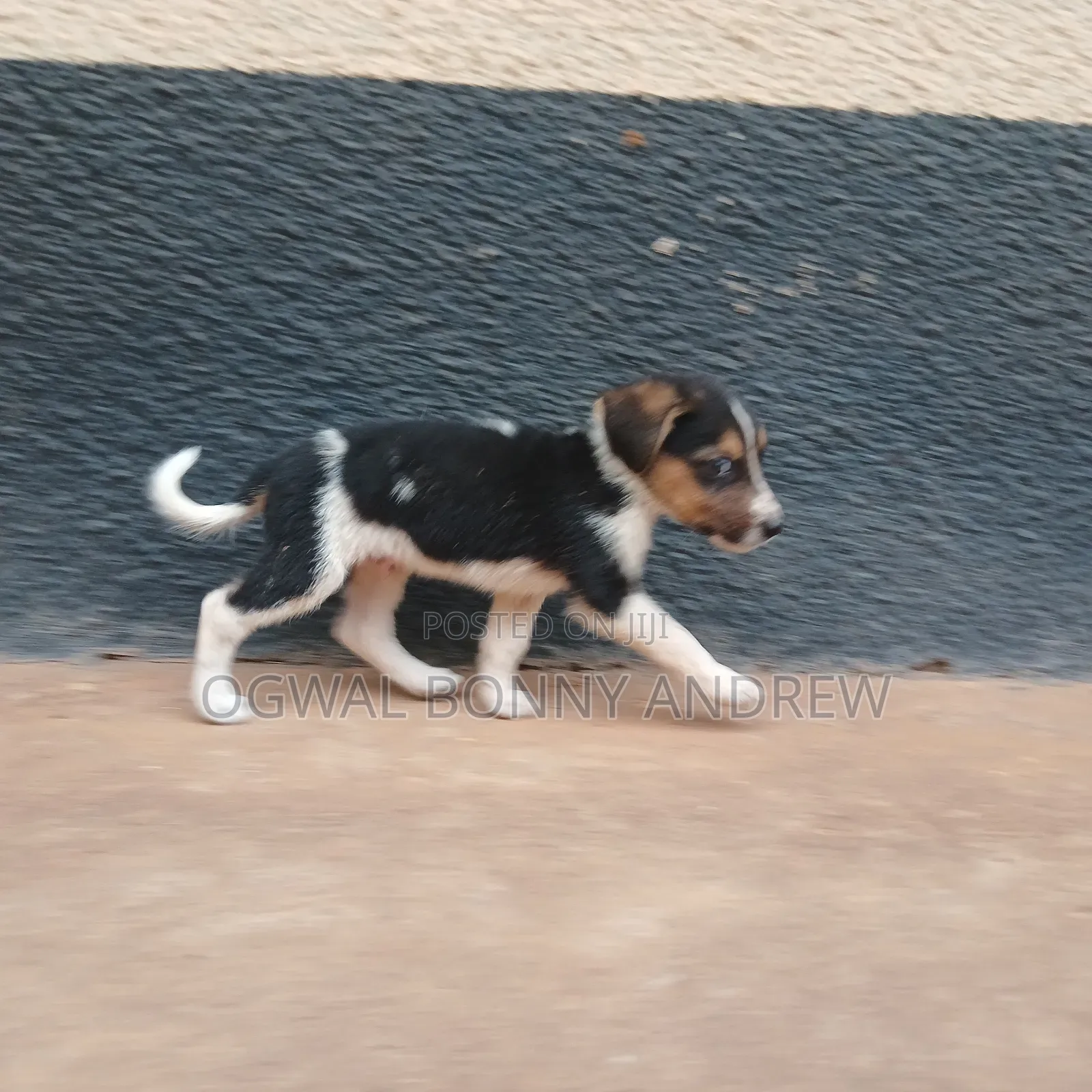1-3 months Female Mixed Breed German Shepherd