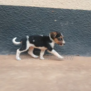 1-3 months Female Mixed Breed German Shepherd