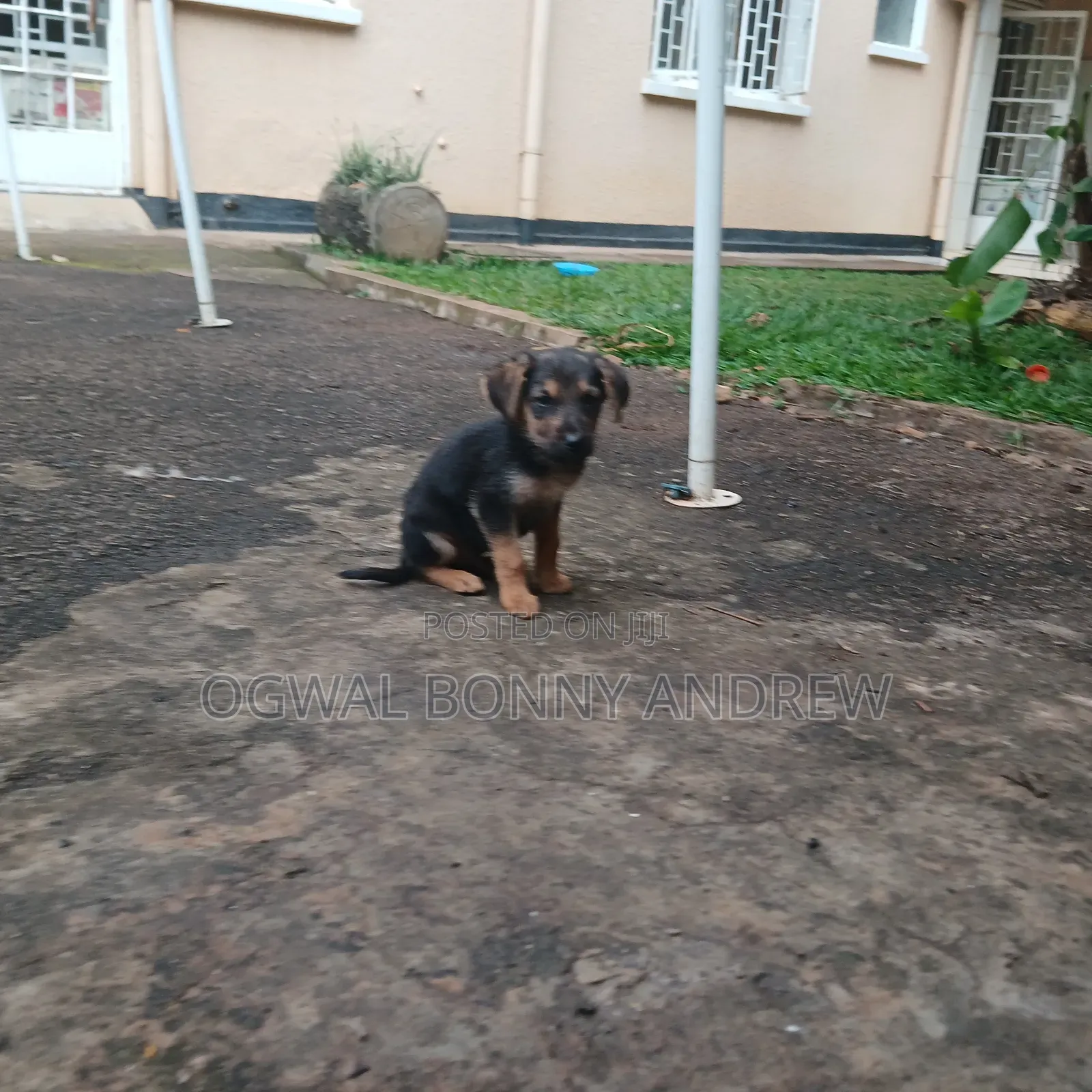 1-3 months Female Mixed Breed German Shepherd