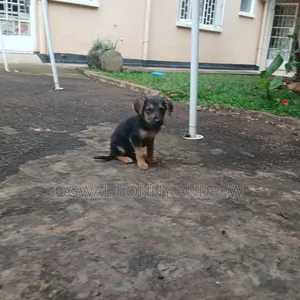 1-3 months Female Mixed Breed German Shepherd