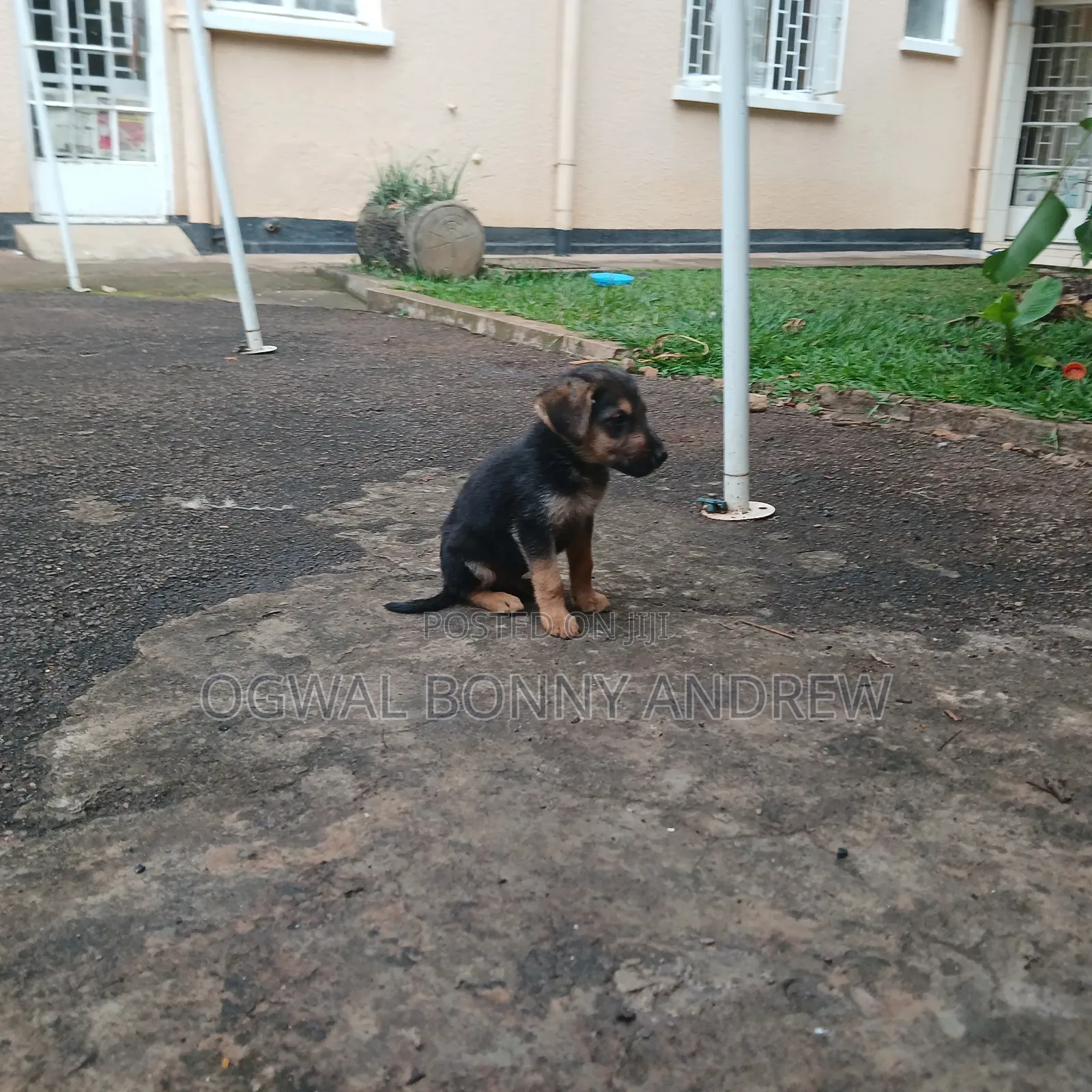 1-3 months Female Mixed Breed German Shepherd