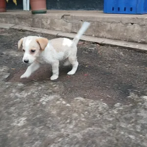 1-3 months Female Mixed Breed German Shepherd