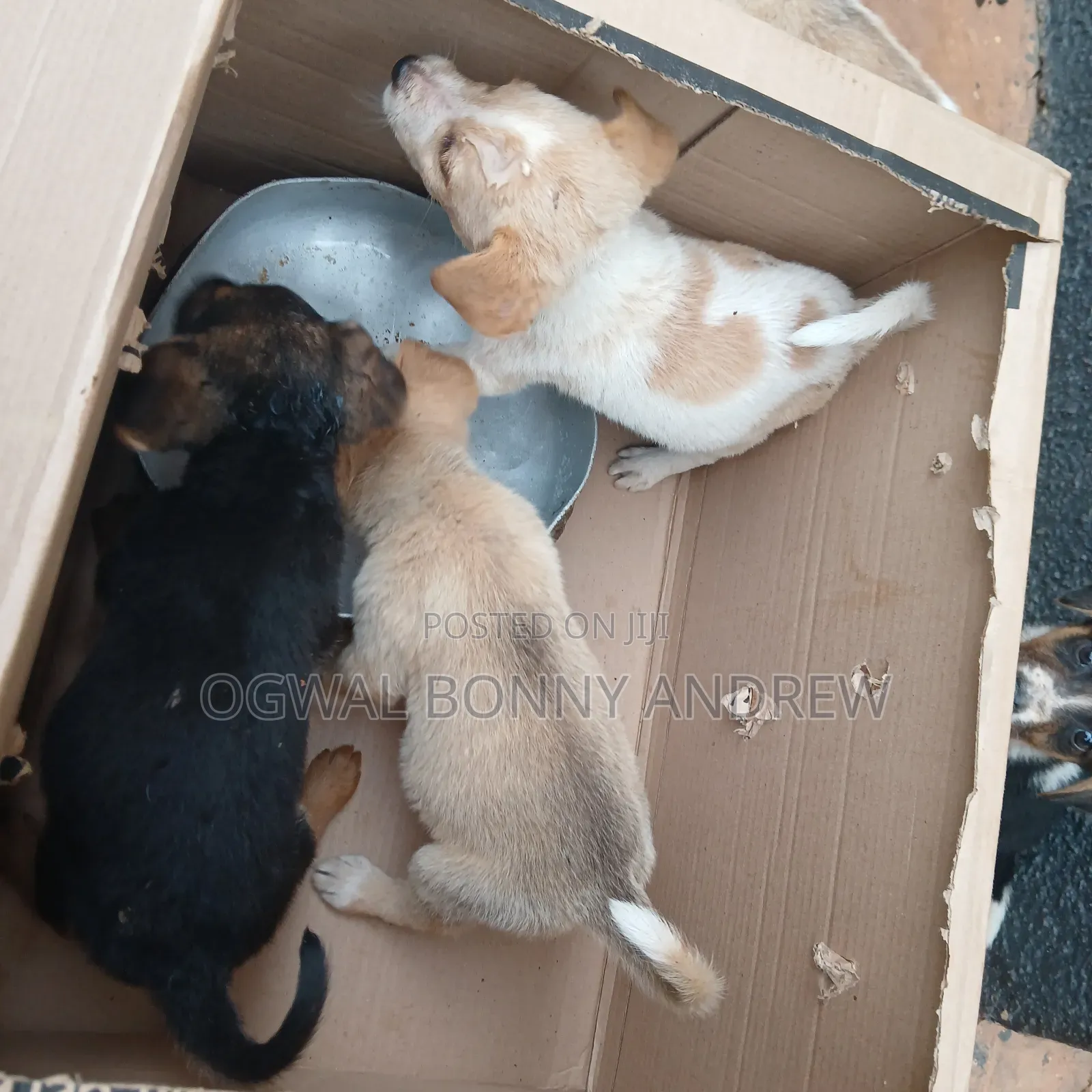 1-3 months Female Mixed Breed German Shepherd