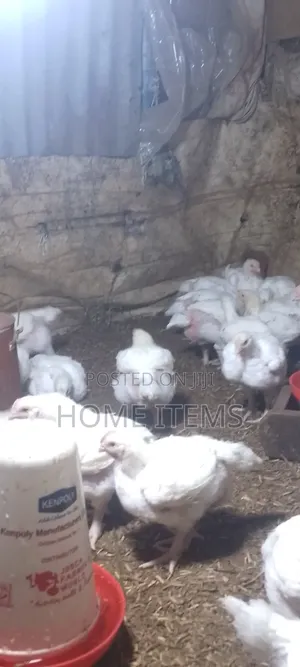 Selling 6 Weeks Old Broilers in Busiika