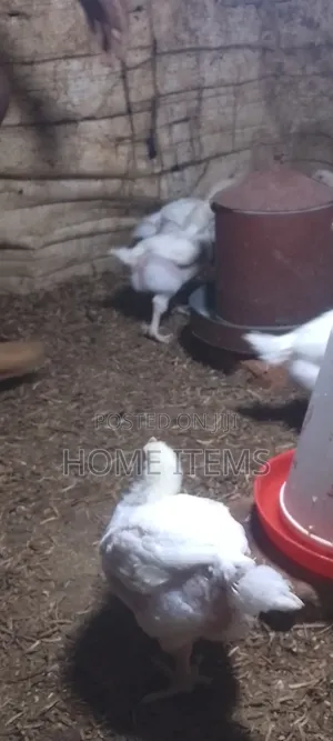 Selling 6 Weeks Old Broilers in Busiika