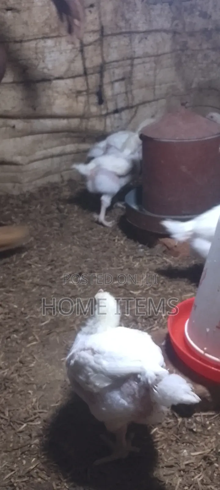 Selling 6 Weeks Old Broilers in Busiika