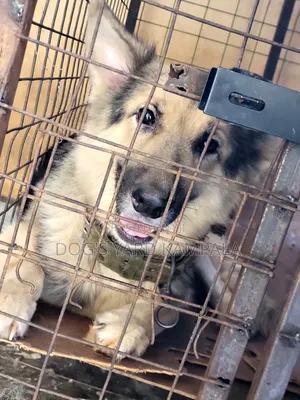 6-12 months Female Purebred German Shepherd
