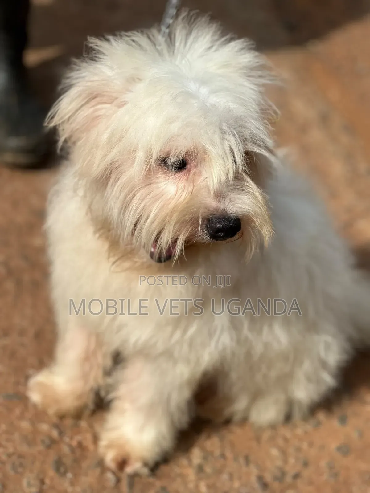 1-3 months Male Purebred Maltese