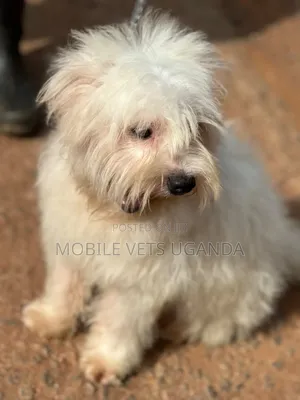 1-3 months Male Purebred Maltese