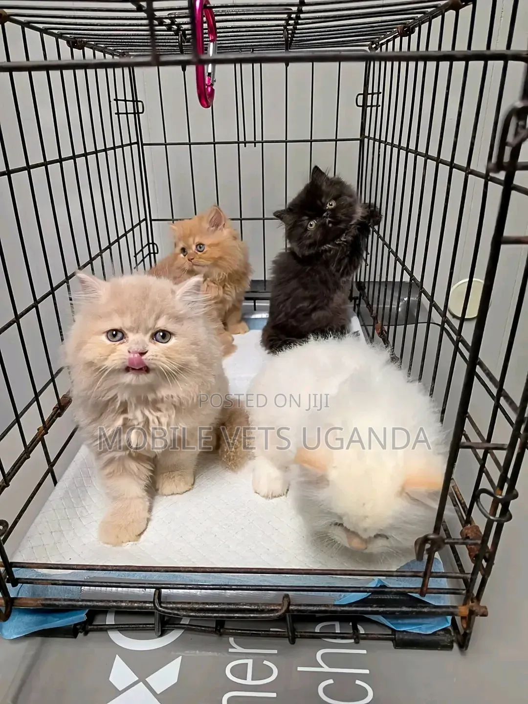 1-3 months Male Purebred Persian